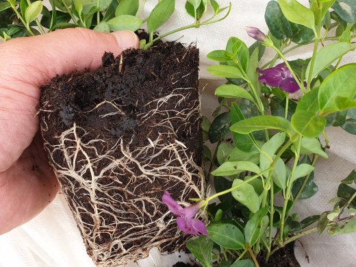 Kleines Immergrün - rot (Vinca minor rubra), 8-12 Triebe