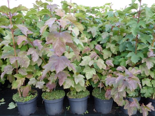 Gemeiner Schneeball, Viburnum opulus, im Container, 50-80cm