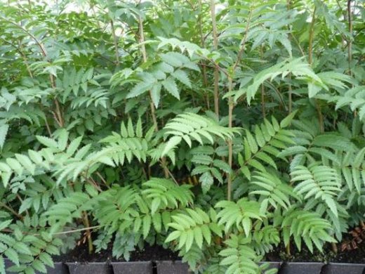 Vogelbeere (Eberesche), Sorbus aucuparia, im Topf