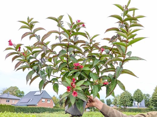 Weigelie Bristol ruby. 60-100 cm groß im 3 L Topf