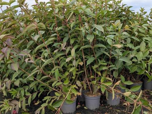Weigelie Bristol Ruby - Weigela, 60-100 cm