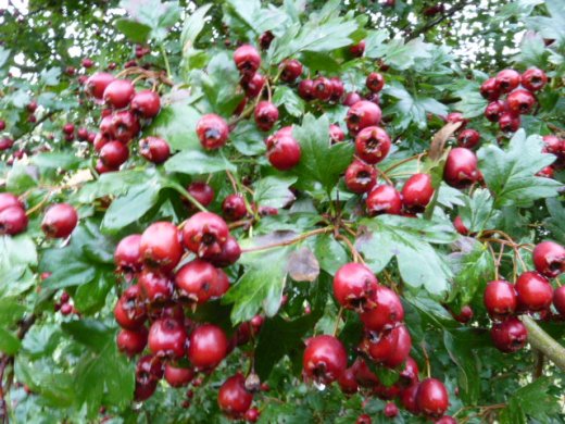 Weißdorn (Crataegus monogyna), 125-150 cm groß (3L Topf)