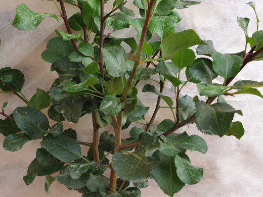 Wildbirne, 50-80 cm groß im 1L Container
