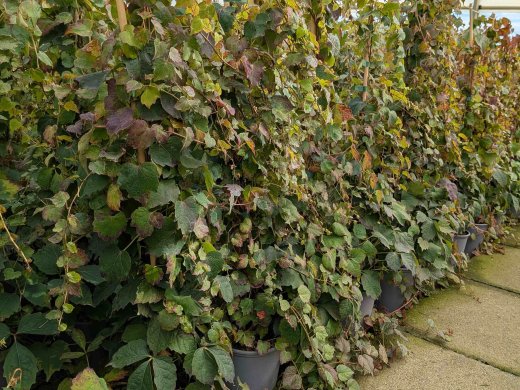Wilder Wein Veitchii - Parthenocissus tricuspidata, 60-100 cm