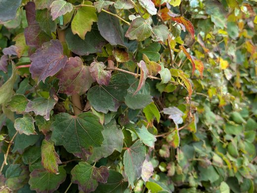 Wilder Wein - Parthenocissus tric. ‚Veitchii‘ Laub im Spätsommer