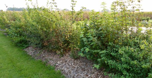 Ca. 65 m Naturhecke aus 250 Pflanzen - Freilandware, 50-80 cm groß