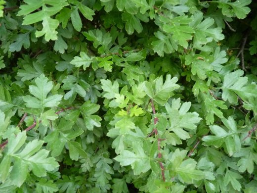 Weißdorn (Crataegus monogyna), 125-150 cm groß (3L Topf)