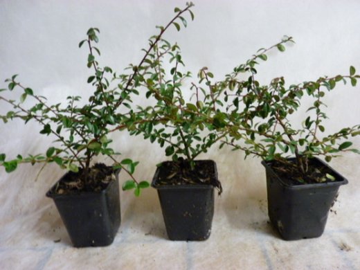 Kriechmispel (Cotoneaster dammeri Coral beauty) Kriechmispel (Cotoneaster dammeri Coral beauty)