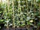 Irischer Efeu (Hedera Hibernica), 60-80 cm groß