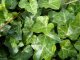 Efeu Hedera helix Hibernica (Irischer Efeu / Großblättriger Efeu), im P9 Topf, 40-60 cm lange Triebe