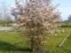 Kupfer-Felsenbirne Amelanchier lamarckii im Container