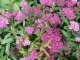 Rote Sommerspiere (Spiraea bumalda Anthony Waterer), 15-30 cm, Topfpflanze