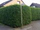 Thuja brabant Lebensbaum (Thuja occ. brabant) im P9 Topf, 30-40cm