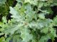 Stieleiche, Quercus Robur, 50-80 cm groß im 1L Container