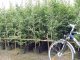 50 x Klimabaum im 3-5L Topf, je 100-200 cm groß