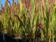 Japanisches Blutgras Red Baron - Imperata cylindrica