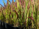 Japanisches Blutgras Red Baron - Imperata cylindrica