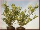 Kirschlorbeer Otto Luyken (Prunus lauroc.) im Container, 40-60cm