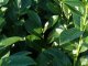 Prunus laurocerasus (Kirschlorbeer) Rotundifolia im Container, 100-125 cm