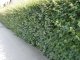 Feldahorn, Ahorn (Acer campestre) im Container, 50-80cm