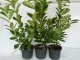 Kirschlorbeer Diana (Prunus laurocerasus Diana), 100-125cm, Container