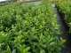Kirschlorbeer Novita (Prunus laurocerasus) im Container, 20-40cm