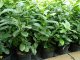 Kirschlorbeer Novita (Prunus laurocerasus) im 7,5L Container, 125-150cm
