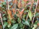 Rote Glanzmispel (Photinia Red Robin) im 3L Container, 100-125 cm