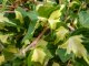 Goldefeu Goldheart - Hedera helix, 20-30 cm, P9 Topf