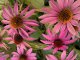 Purpursonnenhut Magnus (Echinacea purpurea Magnus) im P9 (0,5L) Topf