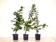 Hainbuche, Weißbuche (Carpinus betulus) im Container, 30-50cm