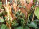 Rote Glanzmispel (Photinia Red Robin) im 3L Container, 100-125 cm