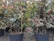 Rote Glanzmispel (Photinia Red Robin) im 15L Container, 175-200 cm