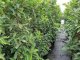 Portugiesischer Kirschlorbeer (Prunus lusitanica Angustifolia) im 3L Container, 80-100cm
