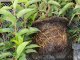 Portugiesischer Kirschlorbeer, Pr. Lusitanica Angustifolia im 1l Container, 20-40 cm