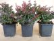 Rote Blutberberitze (Berberis thunbergii Atropurpurea Nana) 20-25 cm, im 1L Container