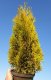 Thuja occidentalis Golden Smaragd / Lebensbaum Golden Smaragd ®