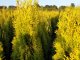 Thuja occidentalis Golden Smaragd / Lebensbaum Golden Smaragd ®