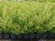 Zwerg-Liguster Ligustrum vulgare Lodense, im Container