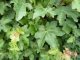 Acer campestre (Feldahorn), im Container