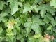 Feldahorn, Ahorn (Acer campestre) im Container, 50-80cm