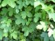 Acer campestre/Feldahorn, Wurzelware, 80 cm bis 100 cm