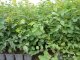 Kupfer-Felsenbirne Amelanchier lamarckii im Container