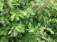 Kupfer-Felsenbirne Amelanchier lamarckii im Container