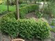 Buchsbaum (Buxus sempervirens) im Container, 50-60cm