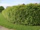 Hainbuche, Weißbuche (Carpinus betulus) im Container, 30-50cm