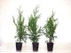 Thuja brabant Lebensbaum (Thuja occ. brabant) im P9 Topf, 30-40cm