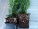 Taxus media hillii (männliche Bechereibe), 40-60 cm groß
