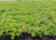 Strauchrose / Beetrose Rosa Rugosa Rotes Meer im 1L Container
