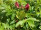 Strauchrose / Beetrose Rosa Rugosa Rotes Meer im 1L Container